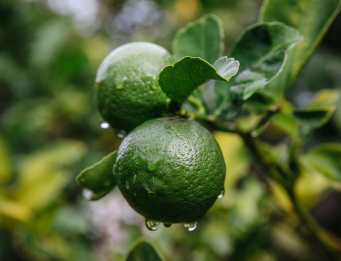 Bergamot