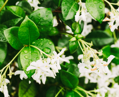 Jasmine blossom