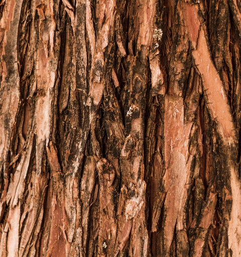 cedar